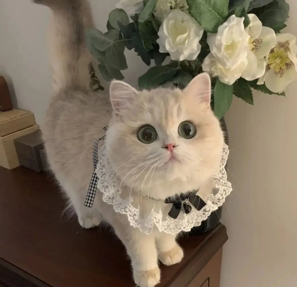 Silk Pet Collar with Bow & Bell – Princess Style