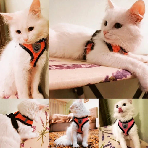 Adjustable Mesh Pet Harness & Leash