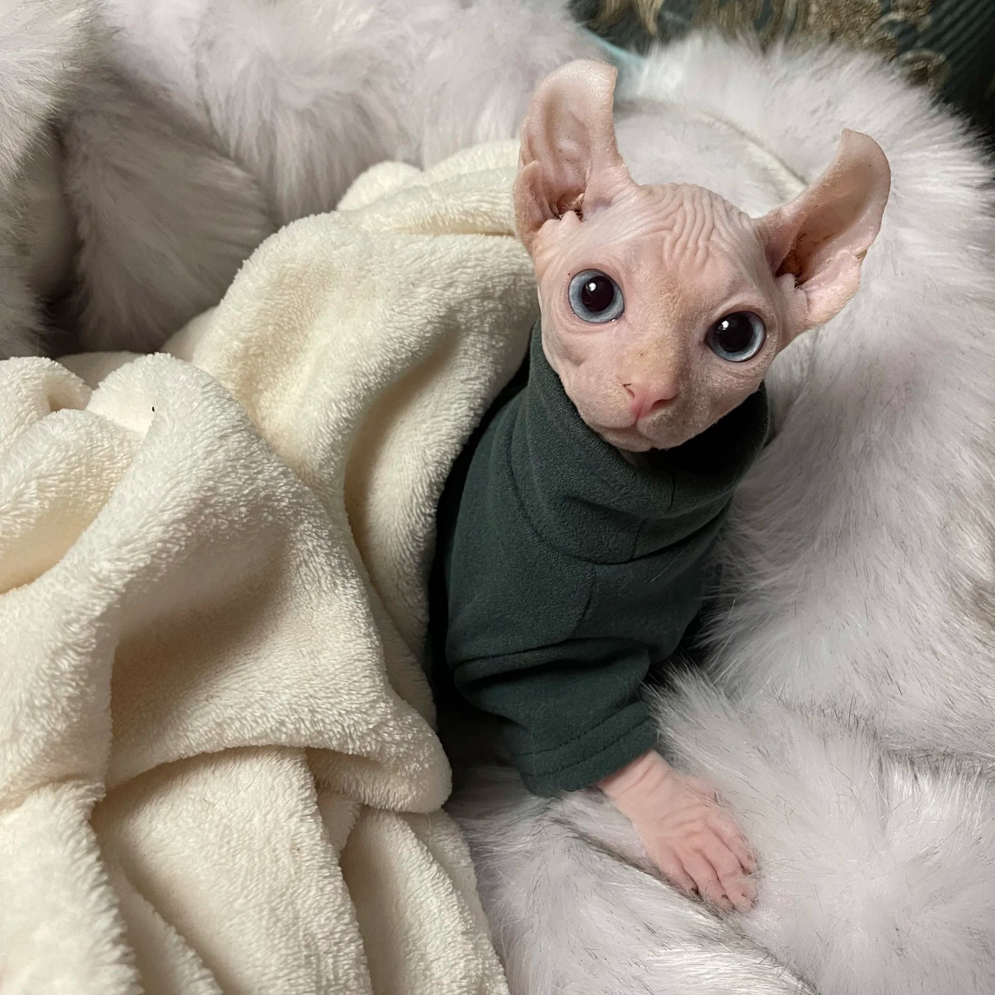 Sphynx Cat Clothes