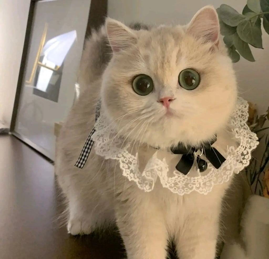 Silk Pet Collar with Bow & Bell – Princess Style