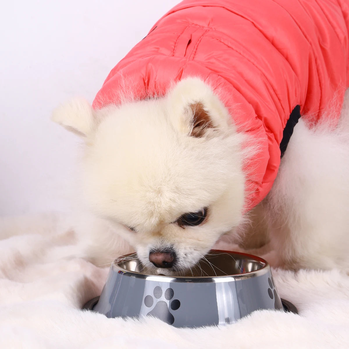 Stainless Steel Pet Bowl (16–22 cm)