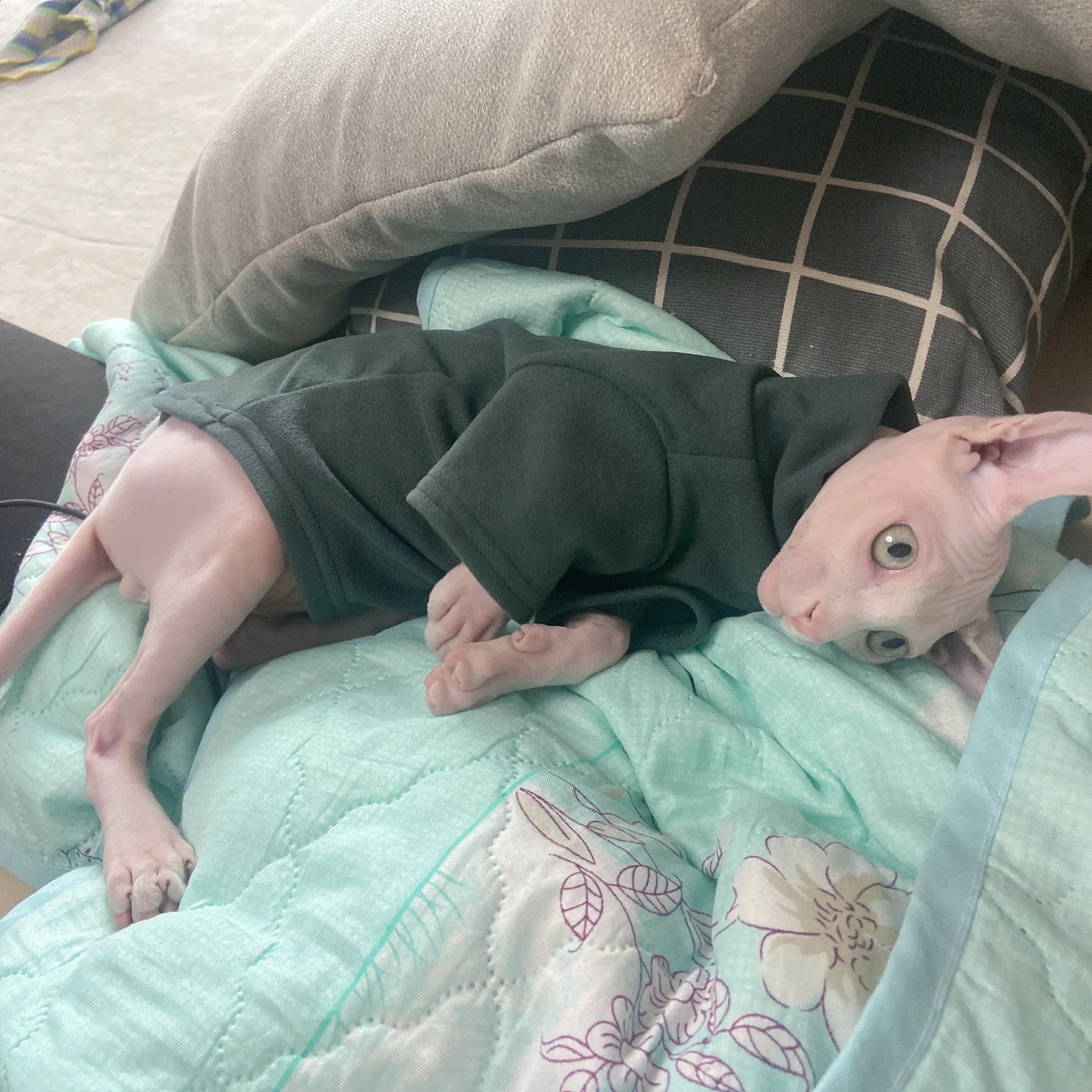 Sphynx Cat Clothes