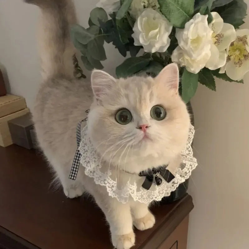 Silk Pet Collar with Bow & Bell – Princess Style