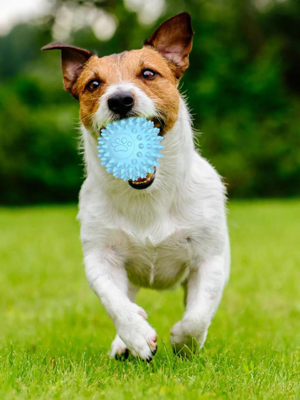 Interactive Rubber Chew Ball – Dog & Cat