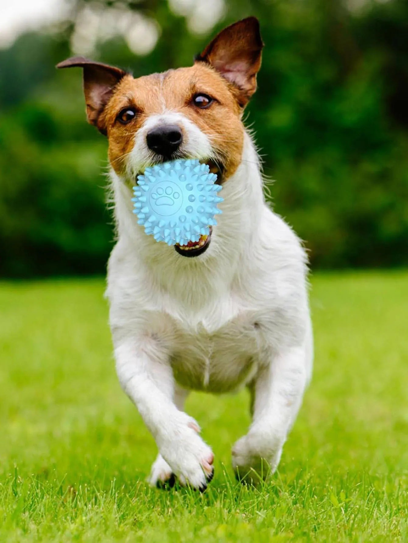 Interactive Rubber Chew Ball – Dog & Cat
